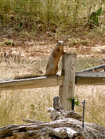 squirrel holding post
