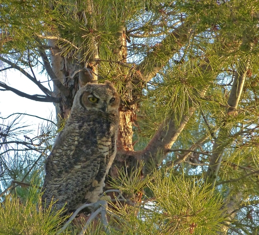 wc owl in pine tree.blog