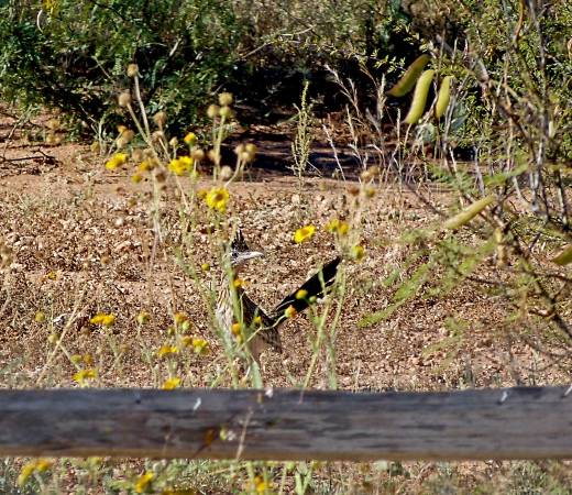 yellow spotted roadrunner